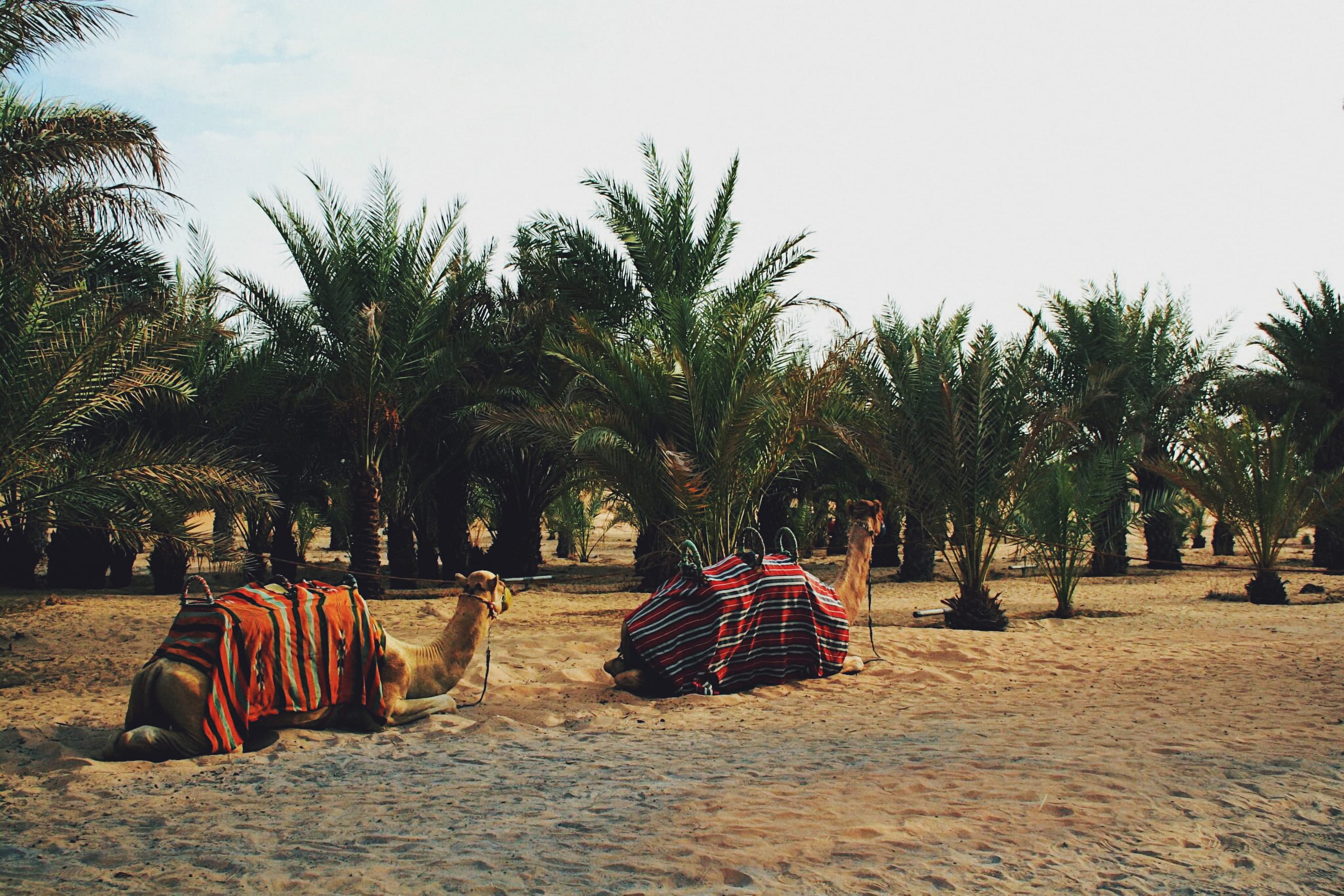 Image placeholder 11